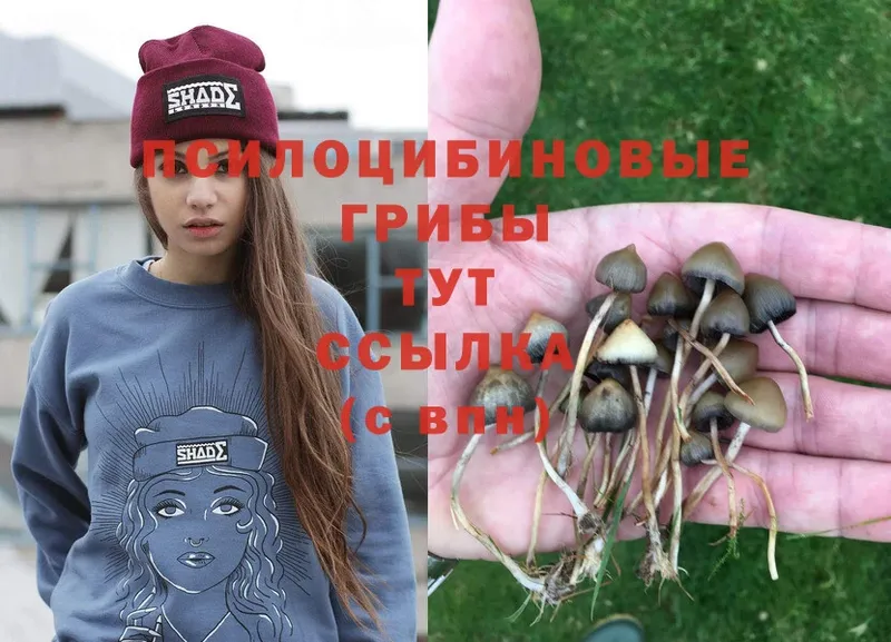 Галлюциногенные грибы Psilocybe  нарко площадка клад  Макушино 